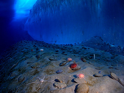 pared de hielo, fondo del mar, Antártida, frío, Océano, agua, Marina
