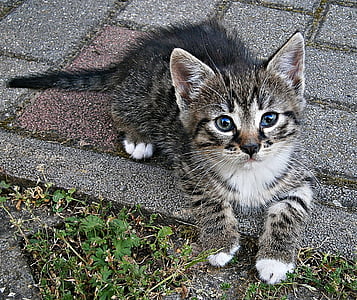 CIC-mic, kačiukas, mažas, naminė katė, augintiniai, žiūri į fotoaparato, naminiai gyvūnai
