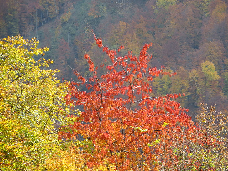 Листва, Осень, Природа, деревья, яркие цвета, свет, листья падают