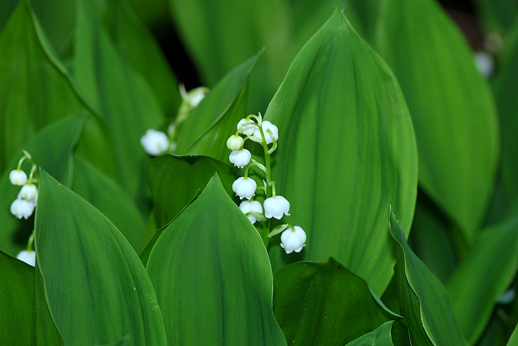 flower, lily of the valley, spring, white, plant, signs of spring, nature