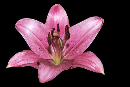 Lily, merah muda, Blossom, mekar, Pink lily