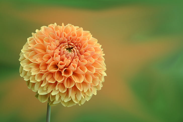 λουλούδι, άνθος, άνθιση, Ντάλια, Κίτρινο πορτοκαλί, φυτό, φύση