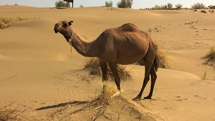 camelo, Turcomenistão, animais do deserto, areia, deserto, temas de animais, mamífero