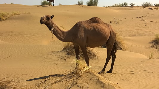 velbloud, Turkmenistán, pouštní zvířata, písek, poušť, zvířecí motivy, savec