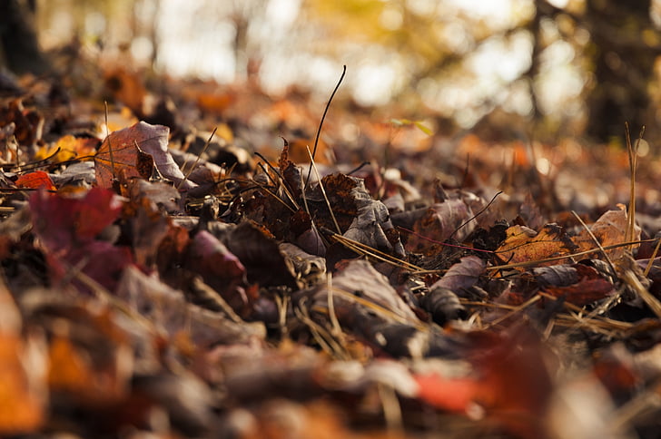 autumn, leaves, ground, fall, nature, red, yellow