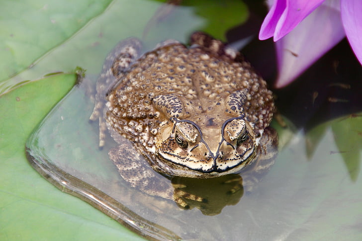 toad, frog, tadpoles, water, plant, water lily, monster