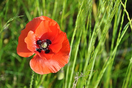 poppy, field of poppies, france, nature, flowers, field, red