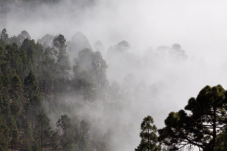 kabut, garis besar, pinus, pohon, misterius, pemandangan, tidak terlihat