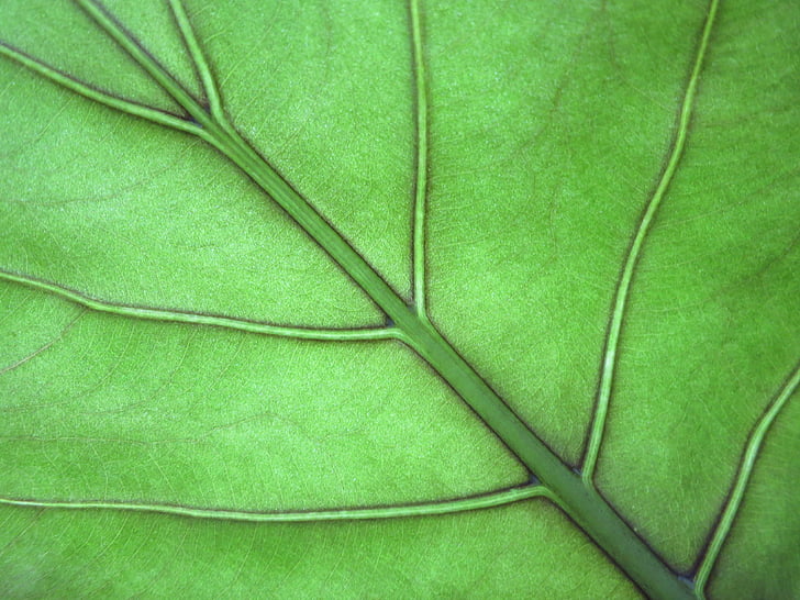 leaf, leaf veins, green