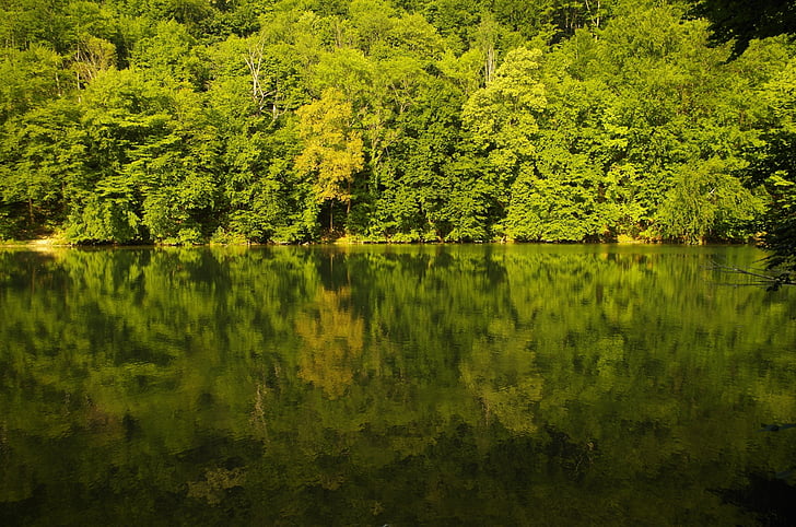 Wald, See, Natur, Wasser, Reflexion, am Wasser, Landschaft