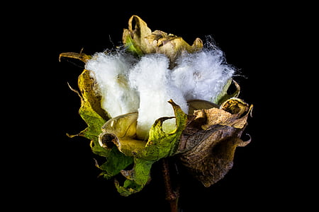 capsula del cotone, cotone, arbusto di cotone, pianta