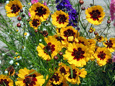 dzeltenā margrietiņas, ziedi, vasaras puķes, ziedu, gaiša, ziedēšana, botāniskais