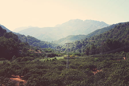 naturaleza, paisaje, Valle, plantación de, bosque, colinas de, montañas