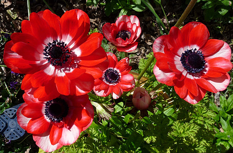 Anemone, blommor, röd