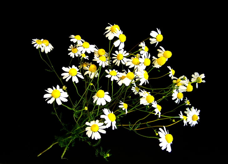 chamomile, summer flower, white, nature, flower, yellow, plant
