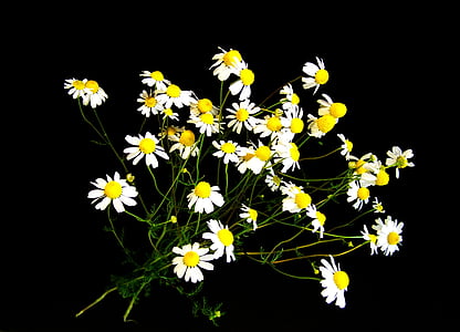 Chamomile, bunga musim panas, putih, alam, bunga, kuning, tanaman
