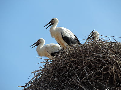 stork, bird, white, animal, nature, feather, nest