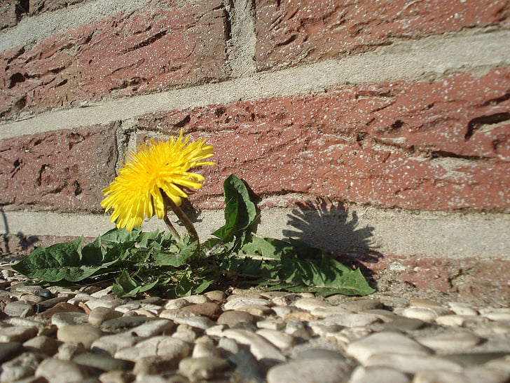 dzeltena, ziedlapas, netālu no, brūns, sienas, Pienene, puķe