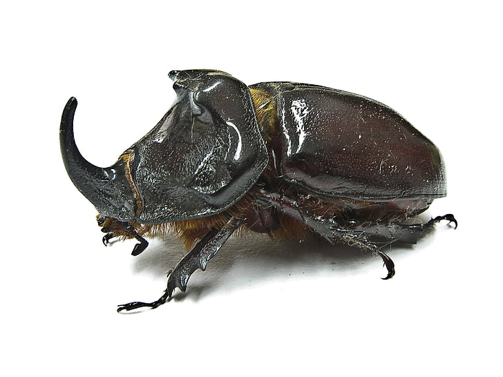 Rhinoceros beetle, natuur, één dier, witte achtergrond, dier, dierlijke thema 's, dier wildlife