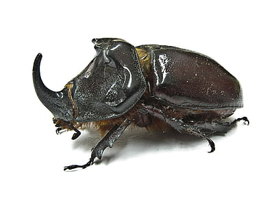 Rhinoceros beetle, naturen, ett djur, vit bakgrund, djur, djur teman, djur wildlife