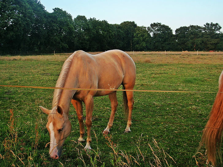 con ngựa, khớp nối, mặt trời buổi sáng, đồng cỏ, ăn cỏ, ngựa, ăn