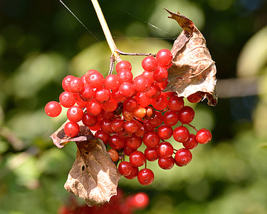 autumn, fruits, berries, red, rowan, food, birds