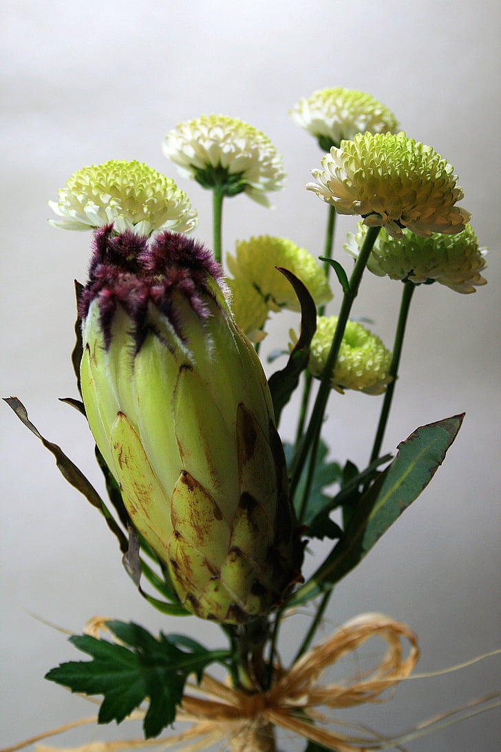 Protea květina, květ, Protea, domácí, světle zelená, značení, tmavý