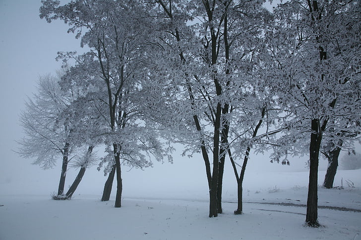 neu, paisatge, l'hivern
