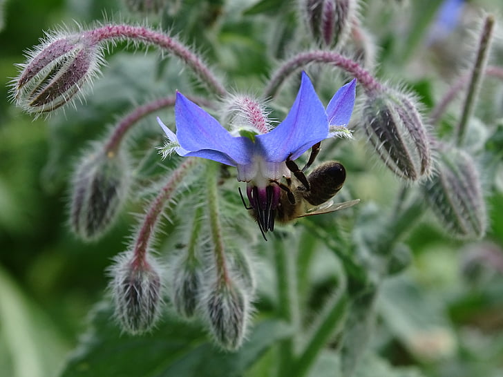 brutnák lékařský, okurka herb, včela, Borago officinalis, borretschblüte