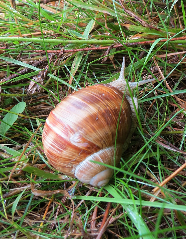 snail, summer, lawn, grass, europe, north, france