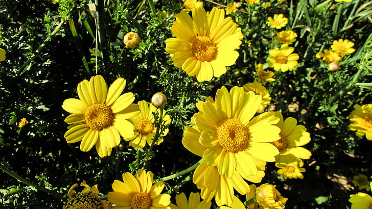 margaritas, amarillo, flor, naturaleza, primavera, flor, campo de flores