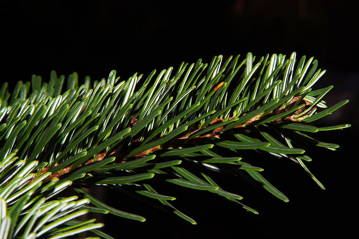 juletræ, jul, festlig, grøn farve, træ, stedsegrønt træ, Grantræet