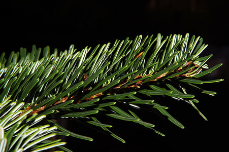 karácsonyfa, Karácsony, ünnepi, zöld színű, fa, örökzöld fa, fenyő