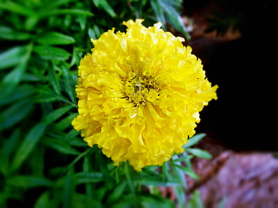 yellow, marigold, flower, nature, beautiful, plant, blossom