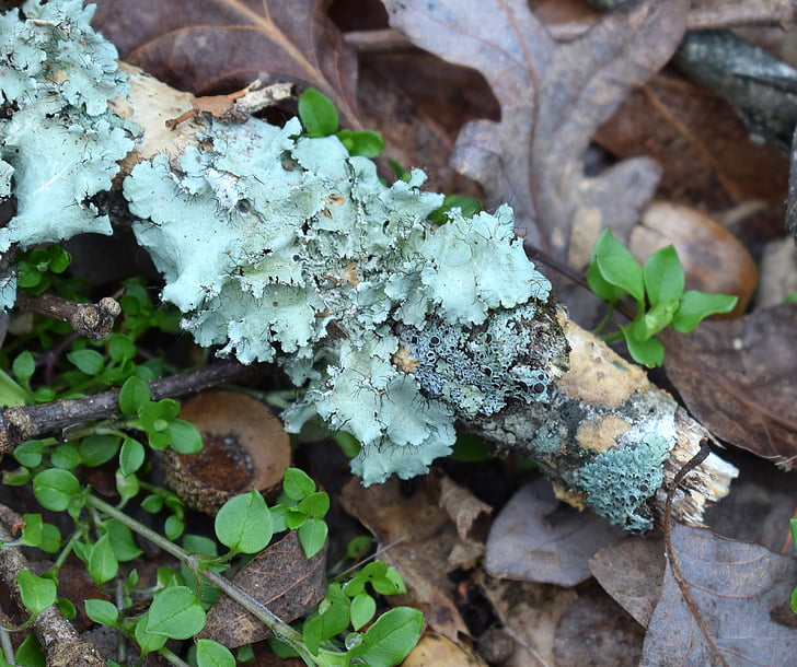 Lumut dengan lantai hutan, Lumut, simbiosis, cyanobacteria, jamur, alam, hijau