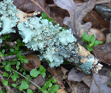 licheni etajul forestier, lichen, simbioză, cianobacteriilor, ciuperci, natura, verde