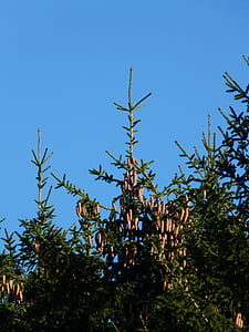 Borové šišky, Klepnutím na, strom, jehličnatý, společné smrk, Picea abies, Smrk červený