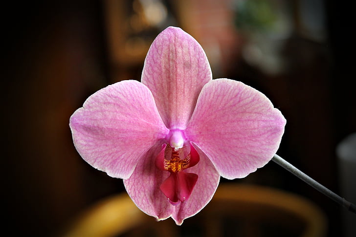 orquídea, flor, planta, Casa, humor, planta da casa, -de-rosa