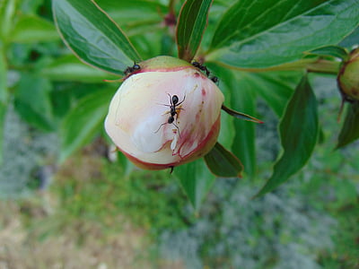 ants, flower, plant, nature, natural, green, insect