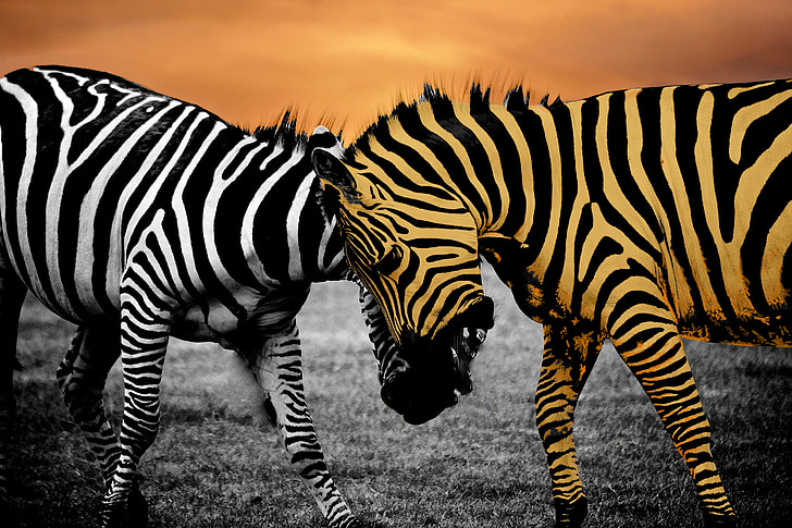 Safari, Zebra, dyr, sort, Wildlife, vilde, Afrika