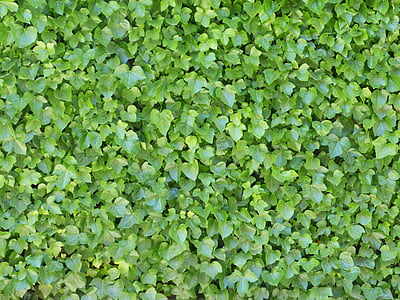 ivy, background, texture, ivy wall, backgrounds, nature, leaf