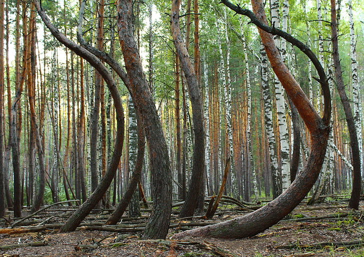 forest, trees, windfall, pine, tree trunks, curved, storm