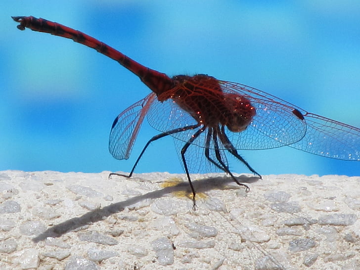 dragonfly, insect, close, water, flight insect