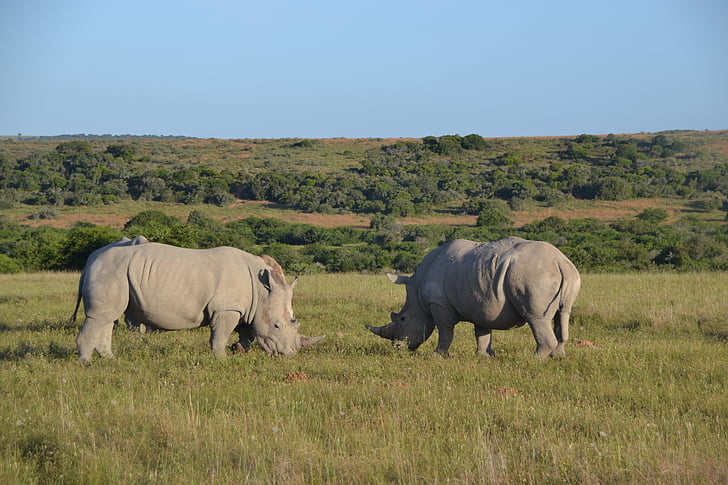 Rinoceronte, safári, África, animal, natureza, vida selvagem, animais do Safari
