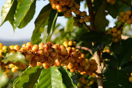 커피, 나무, 노란색, 콩, 성장, 과일, 자연