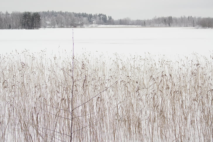Winter, zugefrorenen See, weiß, Schnee, Wald, Landschaft, Landschaft