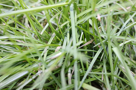 grass, nature, grasses, plant, meadow, green, game grass