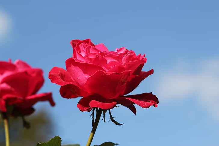 rosa roja, naturaleza, flor, flor, color de rosa, rojo, amor