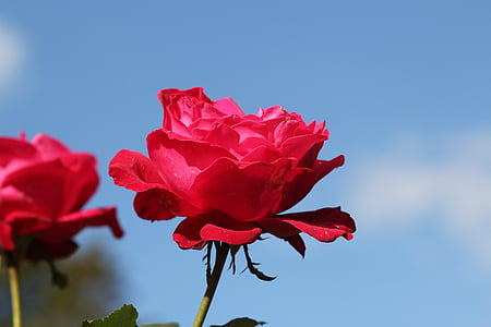 røde rose, natur, Blossom, blomst, steg, rød, Kærlighed