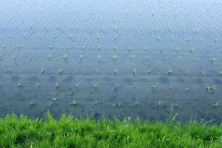 paddy field, water, spring, japan, green, grass, rice